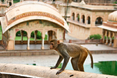 los famosos monos de Jaipur